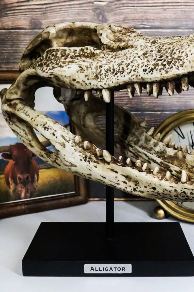 Aged Alligator Skull Replica