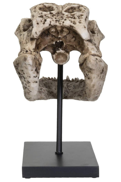 Aged Alligator Skull Replica